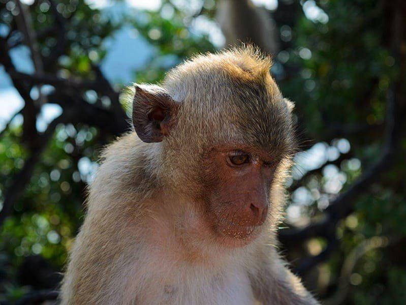 🛥 КАТАМАРАН SERENITY — 3 ОСТРОВА И ОСТРОВ ОБЕЗЬЯН