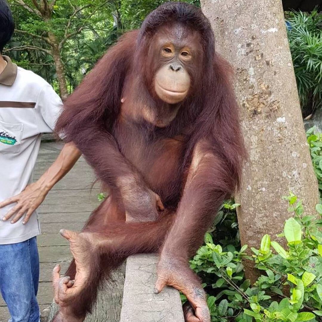 🐒 КХАО КХЕО СТАНДАРТ — ОТКРЫТЫЙ ЗООПАРК