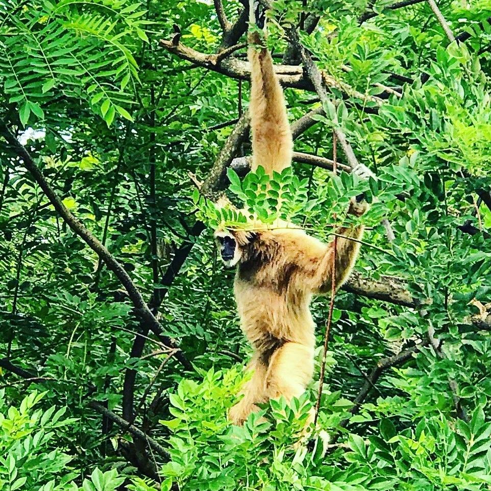 🐒 КХАО КХЕО СТАНДАРТ — ОТКРЫТЫЙ ЗООПАРК