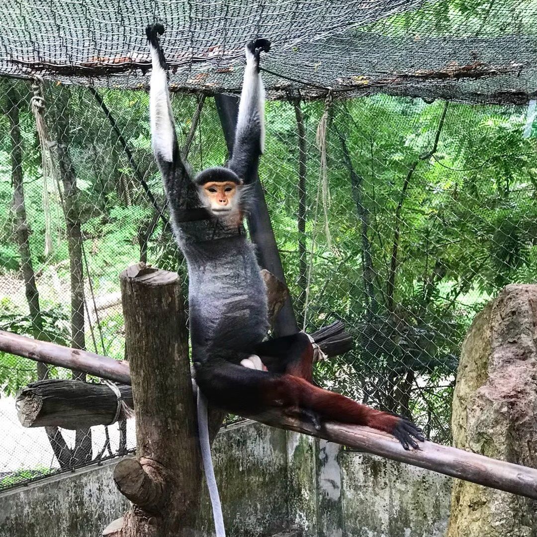 🐒 КХАО КХЕО СТАНДАРТ — ОТКРЫТЫЙ ЗООПАРК