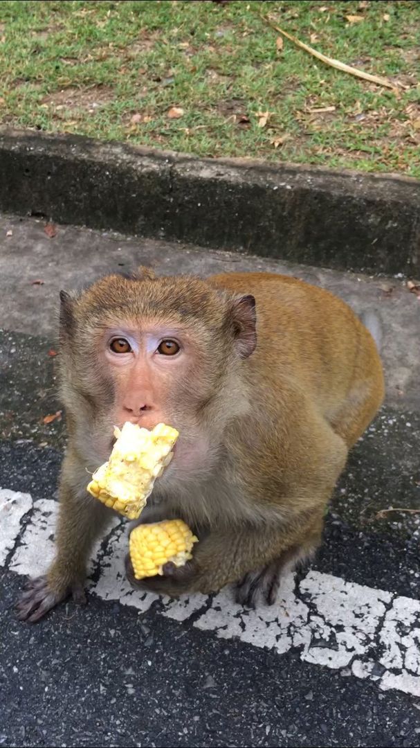 🐒 КХАО КХЕО СТАНДАРТ — ОТКРЫТЫЙ ЗООПАРК