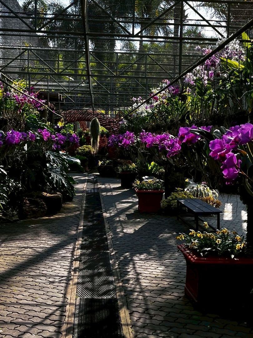 🌴 НОНГ НУЧ стандарт + 2 шоу