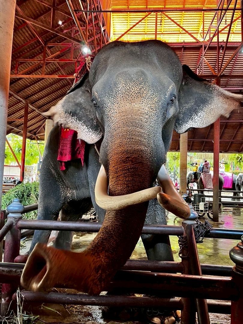 🌴 НОНГ НУЧ стандарт + 2 шоу