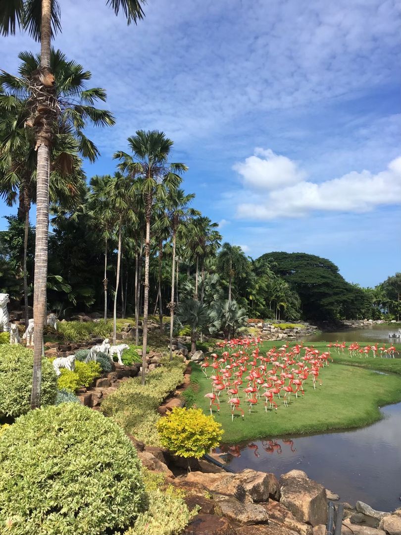 🌴 НОНГ НУЧ стандарт + 2 шоу