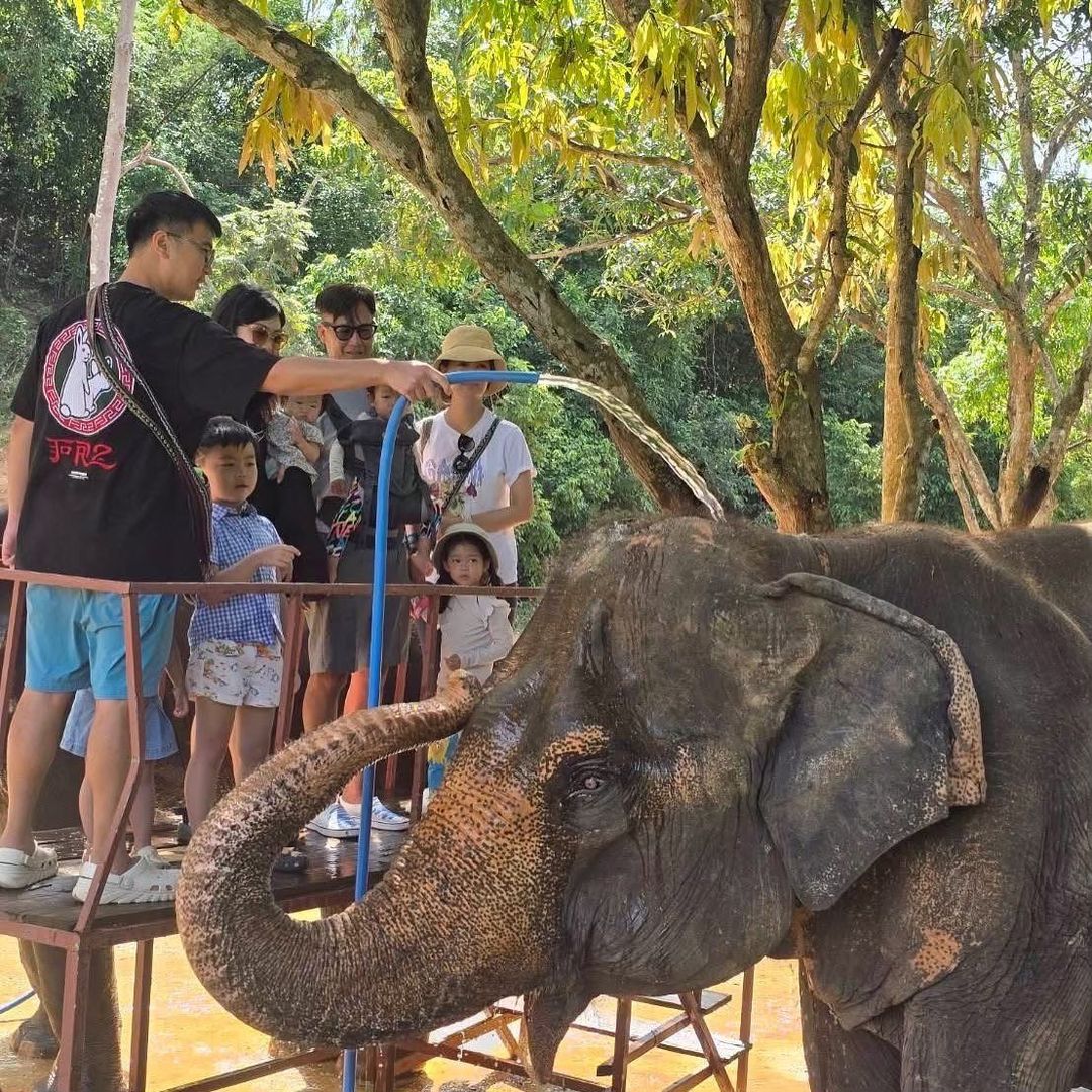 🐘 Путешествие в заповедник слонов Elephant Jungle Sanctuary