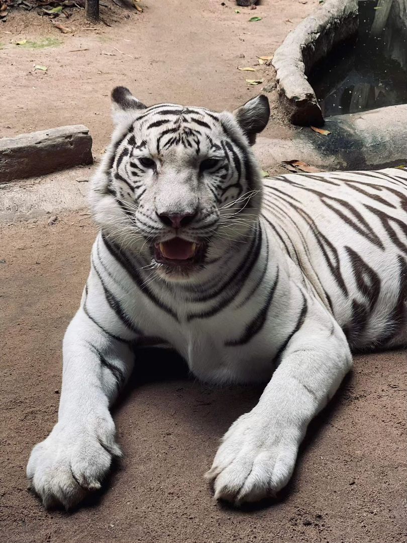 🐅 ТАЙСКОЕ САФАРИ — КОНТАКТНЫЕ ЗООПАРКИ И ПРИКЛЮЧЕНИЯ