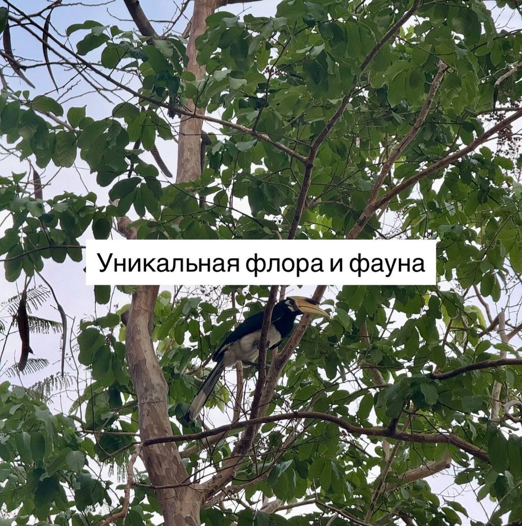 🌴 ТУРЫ НА ОСТРОВ САМЕТ ИЗ ПАТТАЙИ
