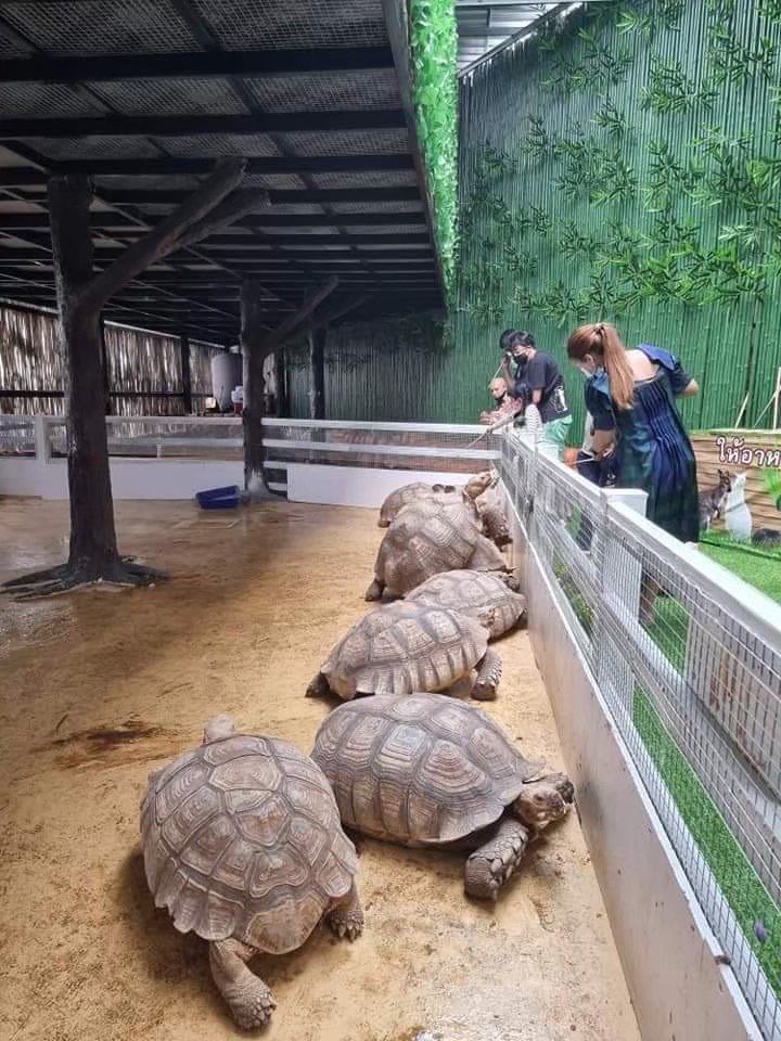 🐾 В МИРЕ ЖИВОТНЫХ