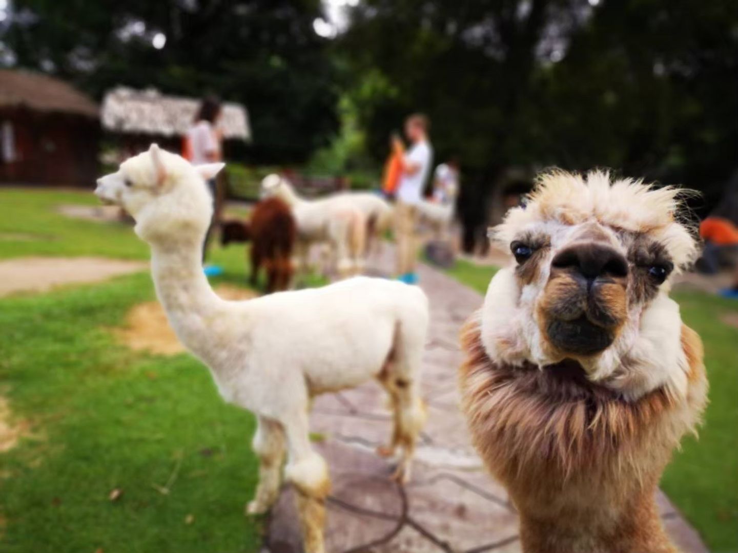 🦙 Земля Королей и Альпака-Парк